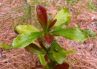 <i>Berberis laurina</i> Thunb. [Berberidaceae]