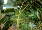 <i>Cedrela odorata</i> L. [Meliaceae]