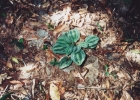 <i>Mesadenella cuspidata</i> (Lindl.) Garay [Orchidaceae]