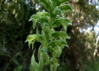 <i>Pelexia bonariensis</i> (Lindl.) Schltr.  [Orchidaceae]