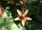 <i>Cedrela odorata</i> L. [Meliaceae]