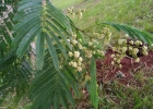 <i>Parapiptadenia rigida</i> (Benth.) Brenan [Fabaceae]