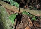 <i>Pelexia novofriburgensis</i> (Rchb.f.) Garay [Orchidaceae]