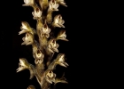 <i>Pelexia novofriburgensis</i> (Rchb.f.) Garay [Orchidaceae]