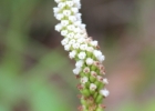 <i>Prescottia oligantha</i> (Sw.) Lindl.  [Orchidaceae]