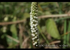 <i>Prescottia densiflora</i> (Brongn.) Lindl. [Orchidaceae]