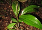 <i>Prescottia stachyodes</i> (Sw.) Lindl.  [Orchidaceae]