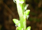 <i>Prescottia stachyodes</i> (Sw.) Lindl.  [Orchidaceae]