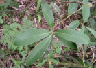 <i>Cinnamomum amoenum</i> (Nees) Kosterm. [Lauraceae]