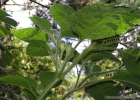 <i>Athenaea picta</i> (Mart.) Sendtn. [Solanaceae]