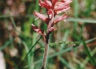 <i>Sacoila lanceolata</i> (Aubl.) Garay [Orchidaceae]