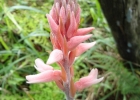 <i>Sacoila lanceolata</i> (Aubl.) Garay [Orchidaceae]