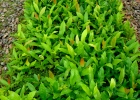 <i>Cupania vernalis</i> Cambess. [Sapindaceae]