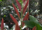 <i>Cupania vernalis</i> Cambess. [Sapindaceae]