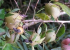 <i>Pereskia aculeata</i> Mill. [Cactaceae]