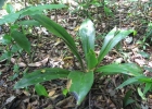 <i>Sauroglossum nitidum</i> (Vell.) Schltr. [Orchidaceae]