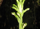 <i>Sauroglossum nitidum</i> (Vell.) Schltr. [Orchidaceae]