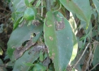 <i>Pereskia aculeata</i> Mill. [Cactaceae]