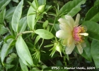 <i>Pereskia aculeata</i> Mill. [Cactaceae]
