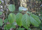 <i>Lonchocarpus muehlbergianus</i> Hassl. [Fabaceae]