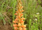 <i>Skeptrostachys arechavaletanii</i> (Barb. Rodr.) Garay [Orchidaceae]