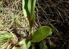 <i>Skeptrostachys arechavaletanii</i> (Barb. Rodr.) Garay [Orchidaceae]