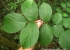 <i>Lonchocarpus muehlbergianus</i> Hassl. [Fabaceae]