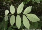 <i>Lonchocarpus muehlbergianus</i> Hassl. [Fabaceae]