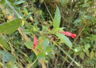 <i>Ruellia angustiflora</i> (Ness) Lindau ex Rambo [Acanthaceae]