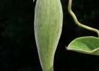 <i>Oxypetalum appendiculatum</i> Mart. [Apocynaceae]