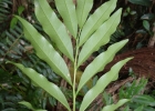 <i>Matayba intermedia</i> Radlk.  [Sapindaceae]