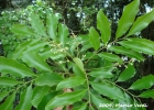 <i>Matayba intermedia</i> Radlk.  [Sapindaceae]