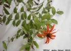 <i>Mutisia campanulata</i> Less. [Asteraceae]