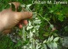 <i>Mutisia coccinea</i> A. St.-Hil. [Asteraceae]