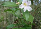<i>Bignonia callistegioides</i> (Cham.) Bureau ex Griseb. [Bignoniaceae]