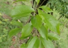 <i>Dolichandra unguis-cati</i> (L.) L.G.Lohmann [Bignoniaceae]