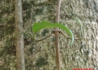 <i>Dolichandra unguis-cati</i> (L.) L.G.Lohmann [Bignoniaceae]