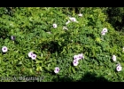 <i>Ipomoea cairica</i> (L.) Sweet [Convolvulaceae]