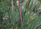 <i>Billbergia nutans</i> H. Wendl. [Bromeliaceae]