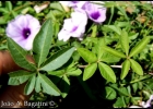<i>Ipomoea cairica</i> (L.) Sweet [Convolvulaceae]