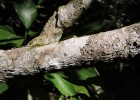 <i>Aureliana fasciculata</i> (Vell.) Sendtn. [Solanaceae]