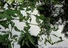 <i>Aureliana fasciculata</i> (Vell.) Sendtn. [Solanaceae]