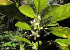 <i>Aureliana fasciculata</i> (Vell.) Sendtn. [Solanaceae]