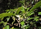 <i>Aureliana fasciculata</i> (Vell.) Sendtn. [Solanaceae]
