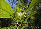 <i>Aureliana fasciculata</i> (Vell.) Sendtn. [Solanaceae]