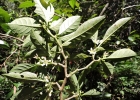 <i>Aureliana fasciculata</i> (Vell.) Sendtn. [Solanaceae]
