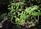 <i>Aureliana fasciculata</i> (Vell.) Sendtn. [Solanaceae]