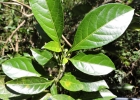 <i>Aureliana fasciculata</i> (Vell.) Sendtn. [Solanaceae]