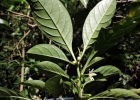 <i>Aureliana fasciculata</i> (Vell.) Sendtn. [Solanaceae]