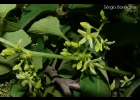 <i>Cayaponia martiana</i> Cogn. [Cucurbitaceae]